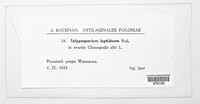 Glomosporium leptideum image